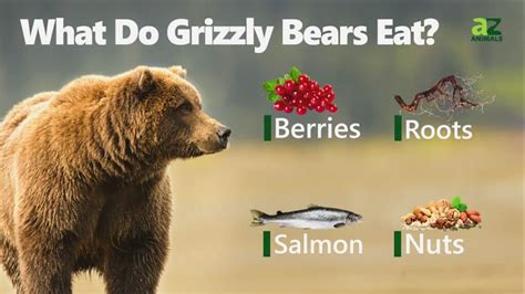 What do grizzly bears eat - There are certain fruits that offer an important food source for these animals. Some of these are salmon berries, buffalo, berries, blackberries, cranberries, and huckleberries. …